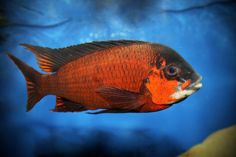 Petrochromis sp. 'red' Luagala Point